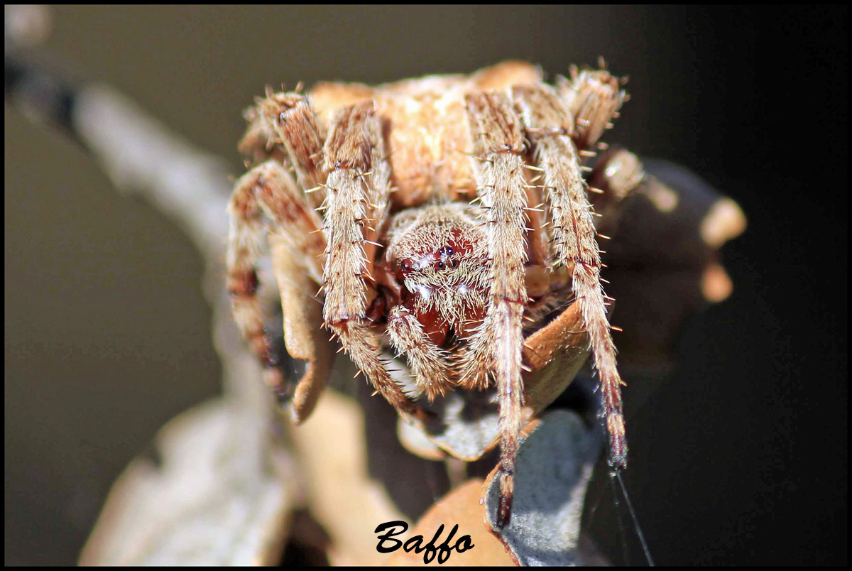 Araneus sp. - Isola di Cherso (Croazia)